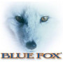 Blue Fox Blue Fox